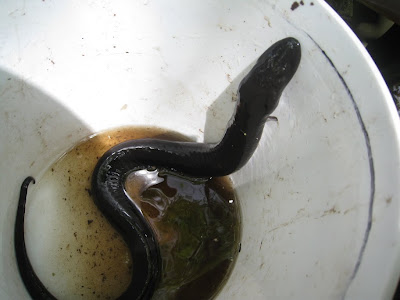 Our Herp Class: NATURAL HISTORY: Two-toed amphiuma!