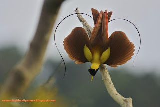 Amazing Birds Sitting On A Stem Download Free For Android