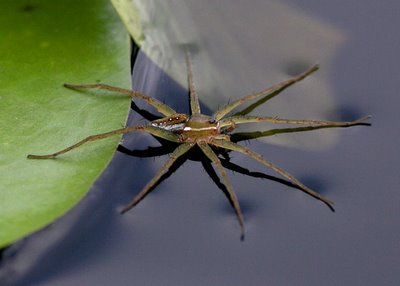 Konsep Tegangan Permukaan Zat Cair Dalam Kehidupan Guru Geografi