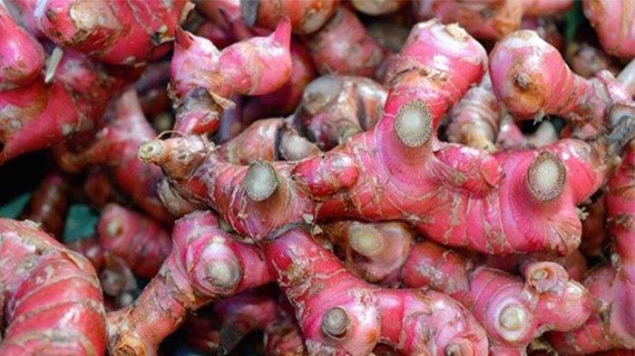 Jahe Merah Makin ‘Diburu’ Gegara Corona, Ini Dia Khasiatnya Jahe Merah Makin ‘Diburu’ Gegara Corona, Ini Dia Khasiatnya