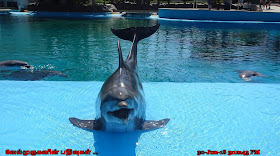 Las Vegas Dolphin Show
