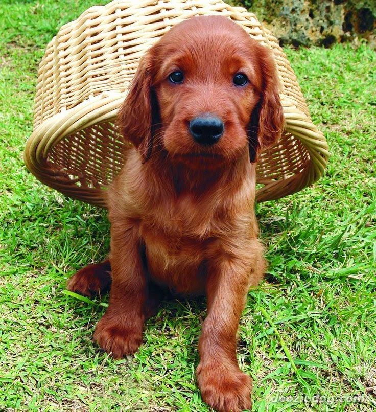 All 93+ Images pictures of irish setter puppies Sharp