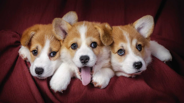 background cute dog wallpaper