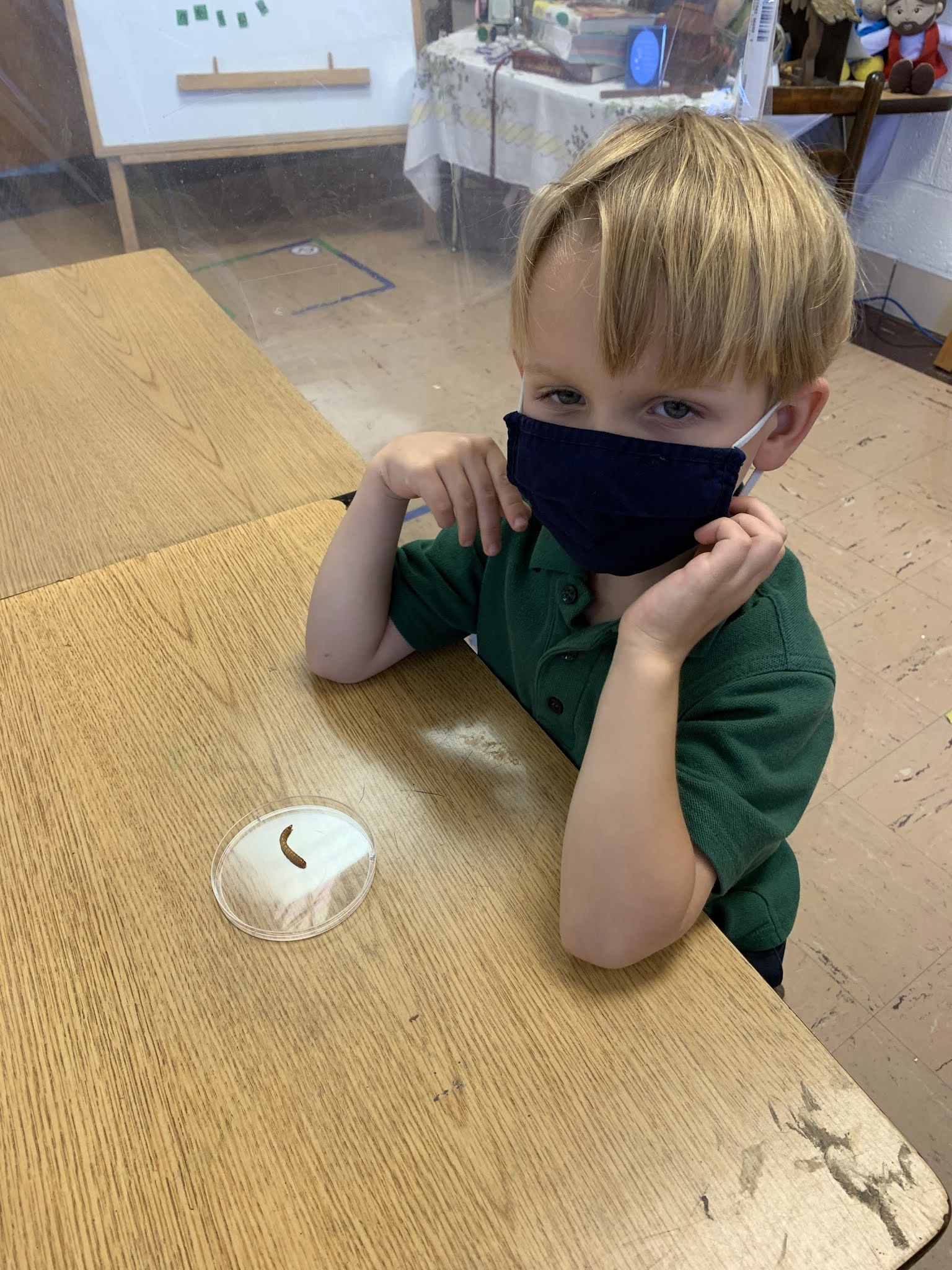 St. Pius Kindergarten Mealworm Science Lab