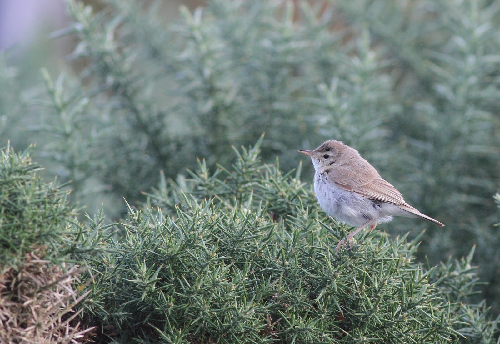 We Bird North Wales: Booted Warbler still on the Great Orme