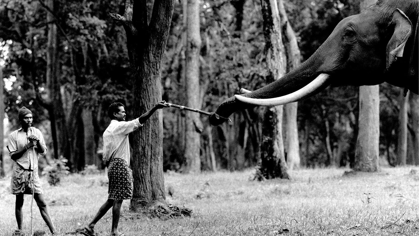 Are All Elephants Endangered - Danger Choices