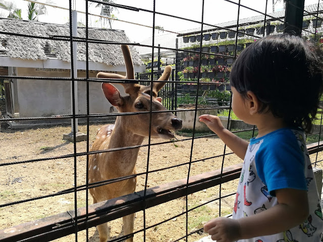 Audi Dream Farm Balik Pulau Penang Petting Zoo Feed Animal