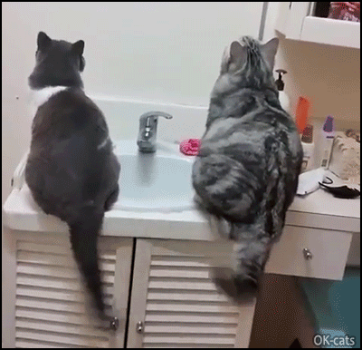 Funny Cat GIF • 2 funny cats sitting on sink looking at bug on the wall wagging their tails together Funny Cat GIF • 2 funny cats sitting on sink looking at bug on the wall wagging their tails together