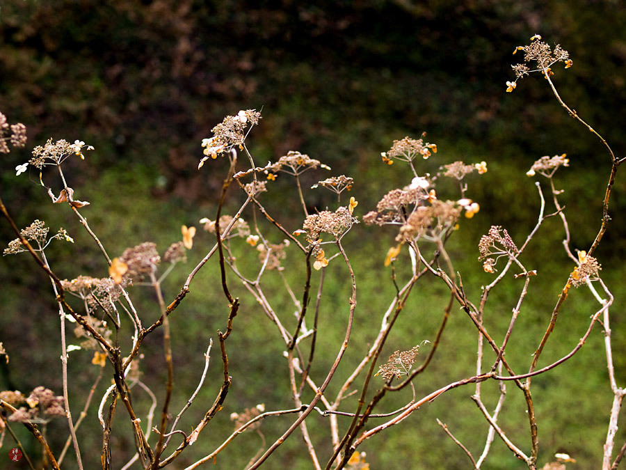 FROM THE GARDEN OF ZEN Dead flowers of Ajisai in Tokeiji