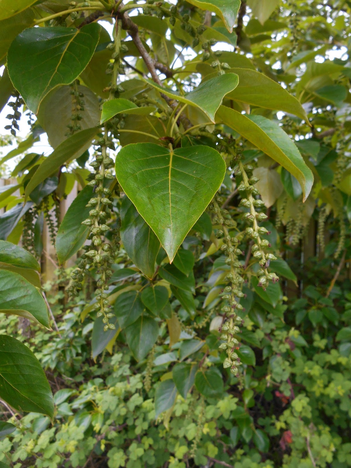 Tony's Blog: Kentle Wood in early May