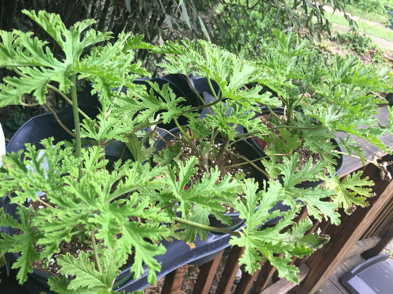 Citronella Mosquito Repelling Plants At Home with John