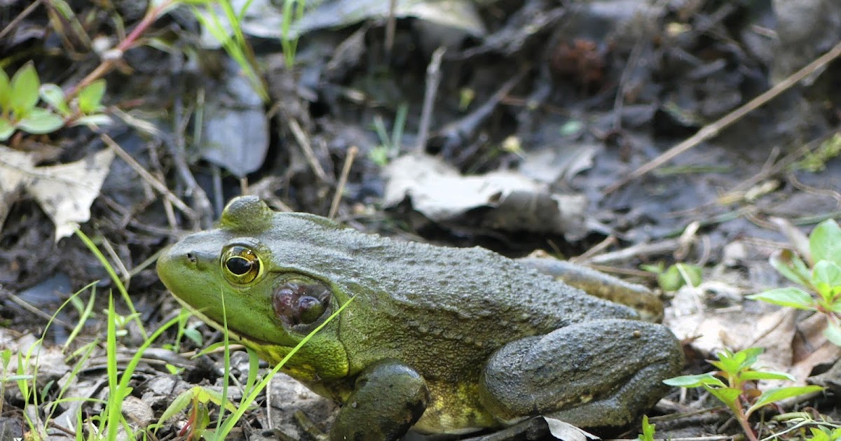 American Bullfrog