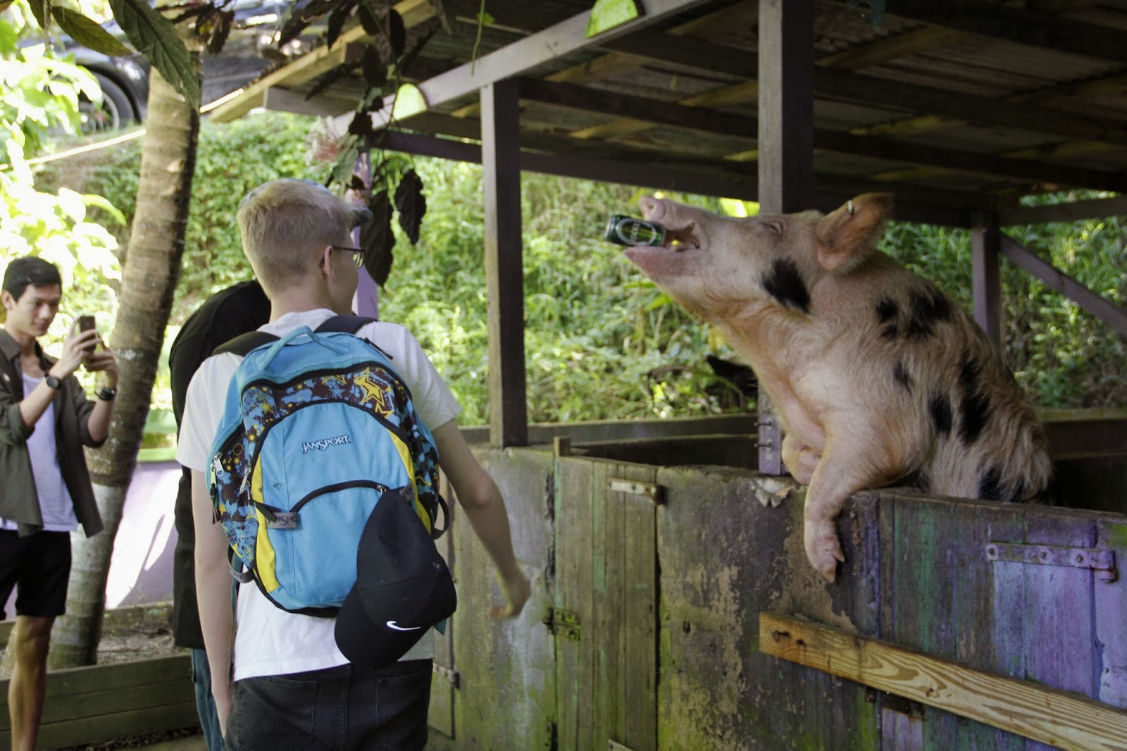 Our Visit to St. Croix Beer drinking pigs