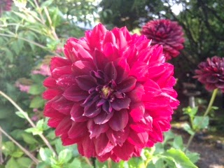 'Black Widow' Dahlia