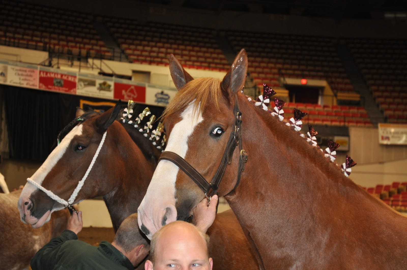 World Clydesdale Show The First Class.
