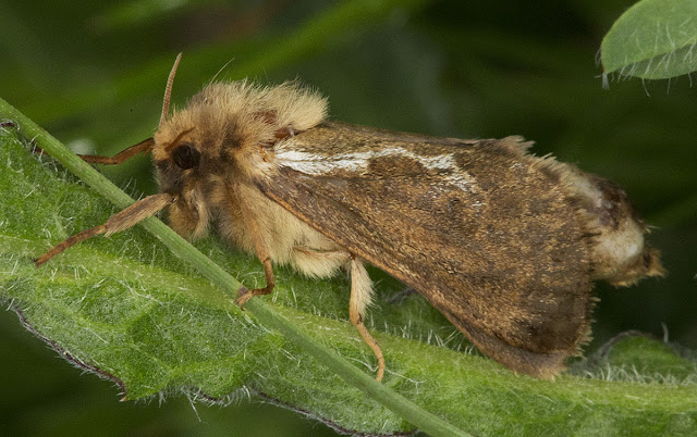 Common Swift, Hepalius lupulinus.  Jubilee Country Park, 2 June 2012.