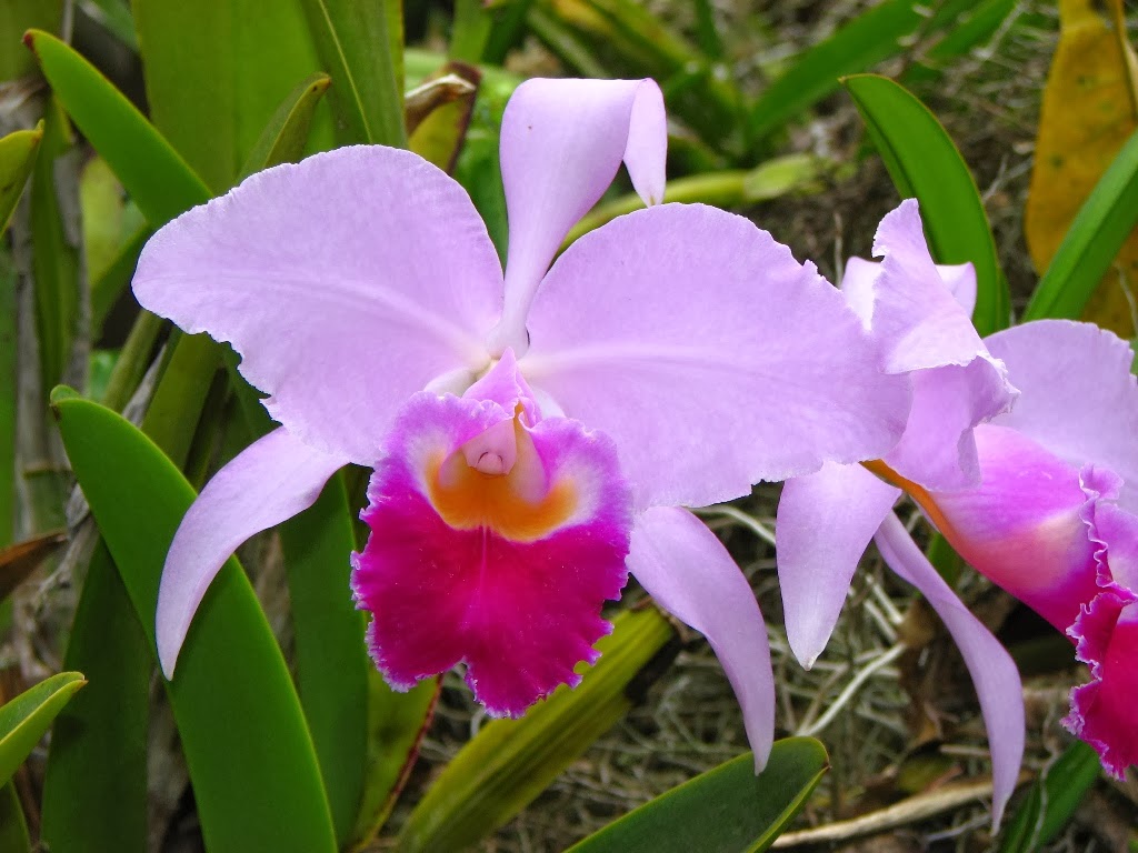 Arte, cultura y turismo: La orquídea es la flor nacional de Colombia