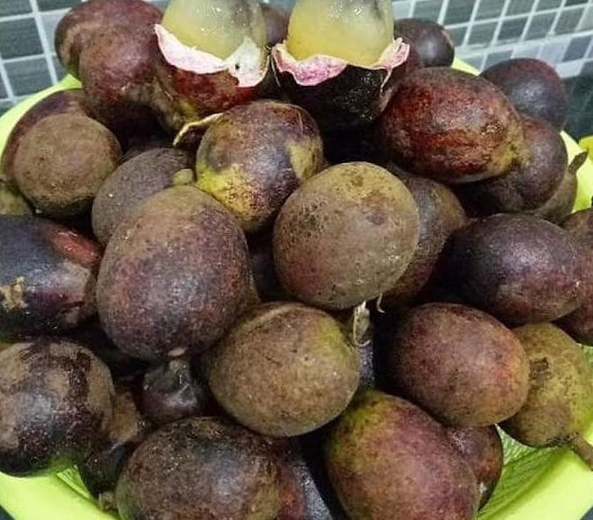 Ind4H Bibit Pohon Matoa Buah Matoa Tanaman Island Lychee Mirip Leci Pontianak
