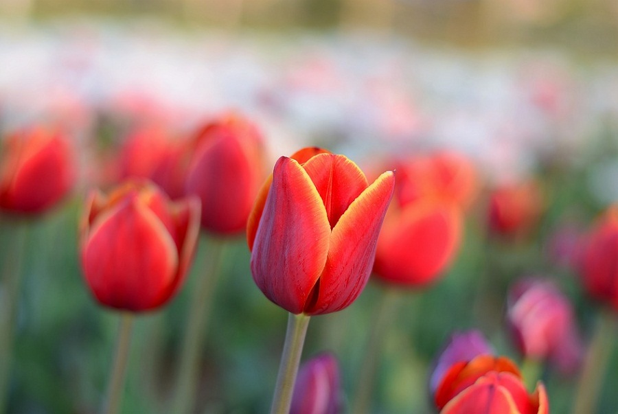 15 Gambar Bunga Tulip yang Indah dan Cantik Roman Kamelove