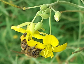 pollen roquette