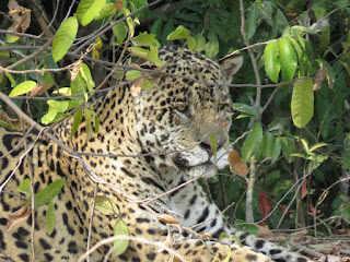 Panthera onca, Jaguar