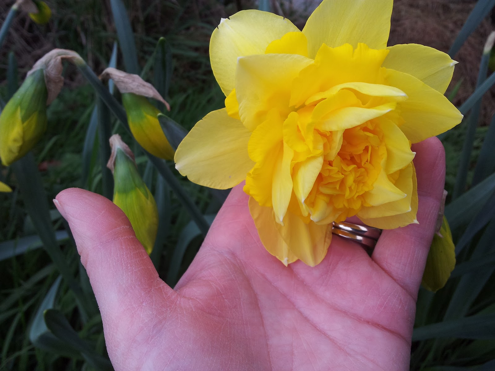 blood sweat and peas March month of the daffodil