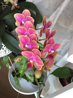 , Abbiamo iniziato tutti cos&igrave;!, diarid'orchidee