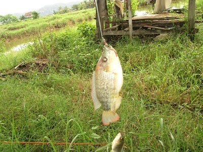Fish Results from fishing Fish Results from fishing