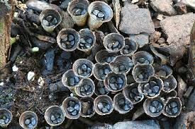 fungus artillery mulch fungi shotgun nest plant compost using bird mushroom garden plants avoiding starvation shot