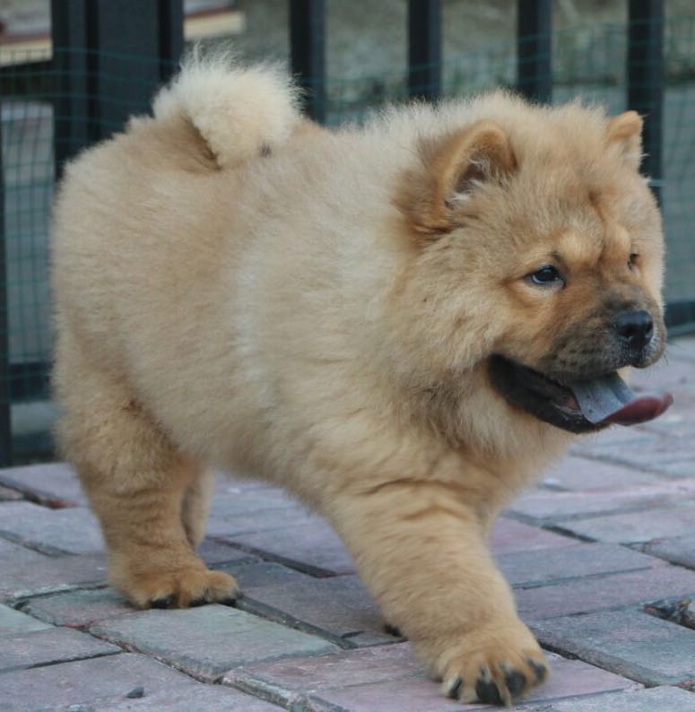 Grace Chow Kennel Info Anjing Dijual