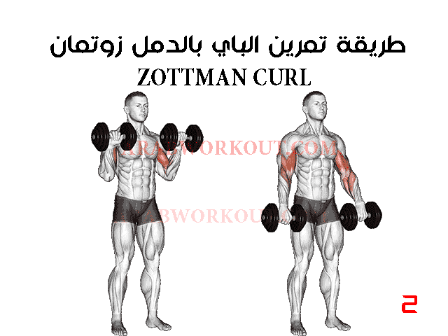 تمرين البايسبس بالدمبل زوتمان تمرين البايسبس بالدمبل زوتمان