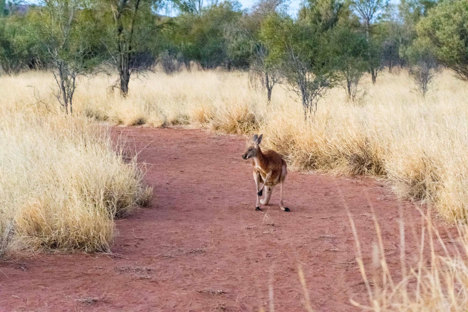 the kangaroo sanctuary alice springs