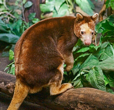 13 Hewan Endemik Pulau Papua Yang Jarang Diketahui Abangnji Com