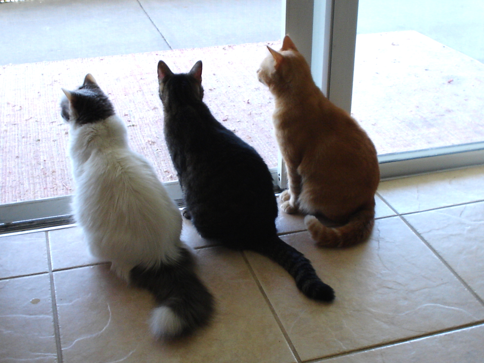 Strange Fun Cat Facts