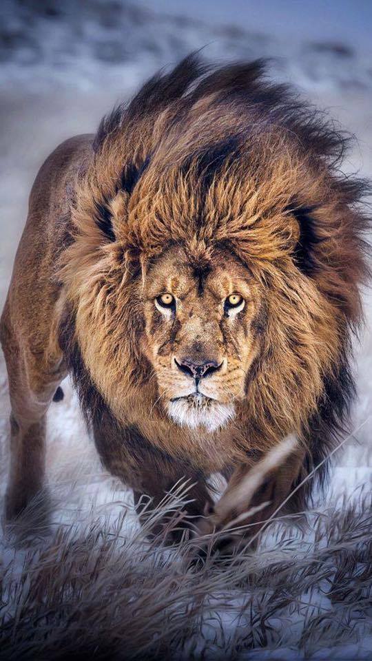 EL LEON EL LEON