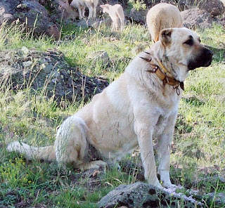 Türkiye'de bir kangal, 2005