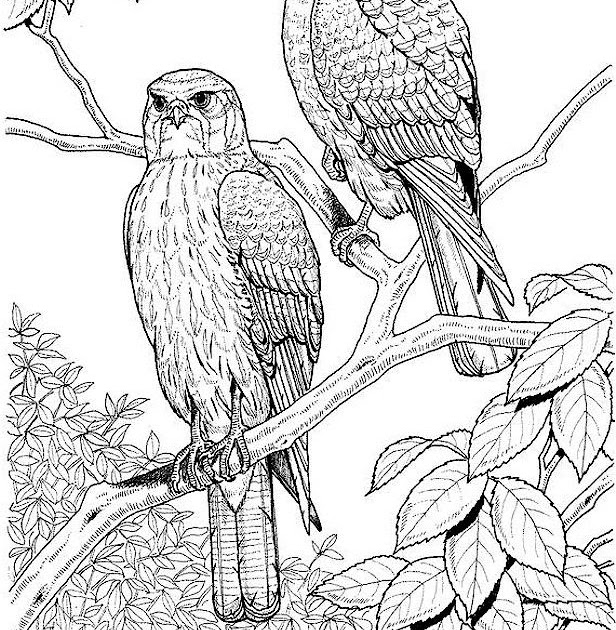 Free printable bird coloring