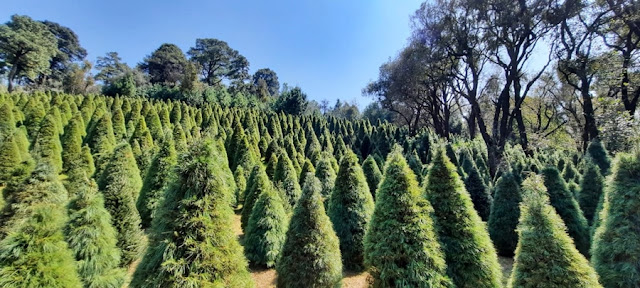 Productores mexicanos de 12 estados ponen en venta más de medio millón de árboles de navidad