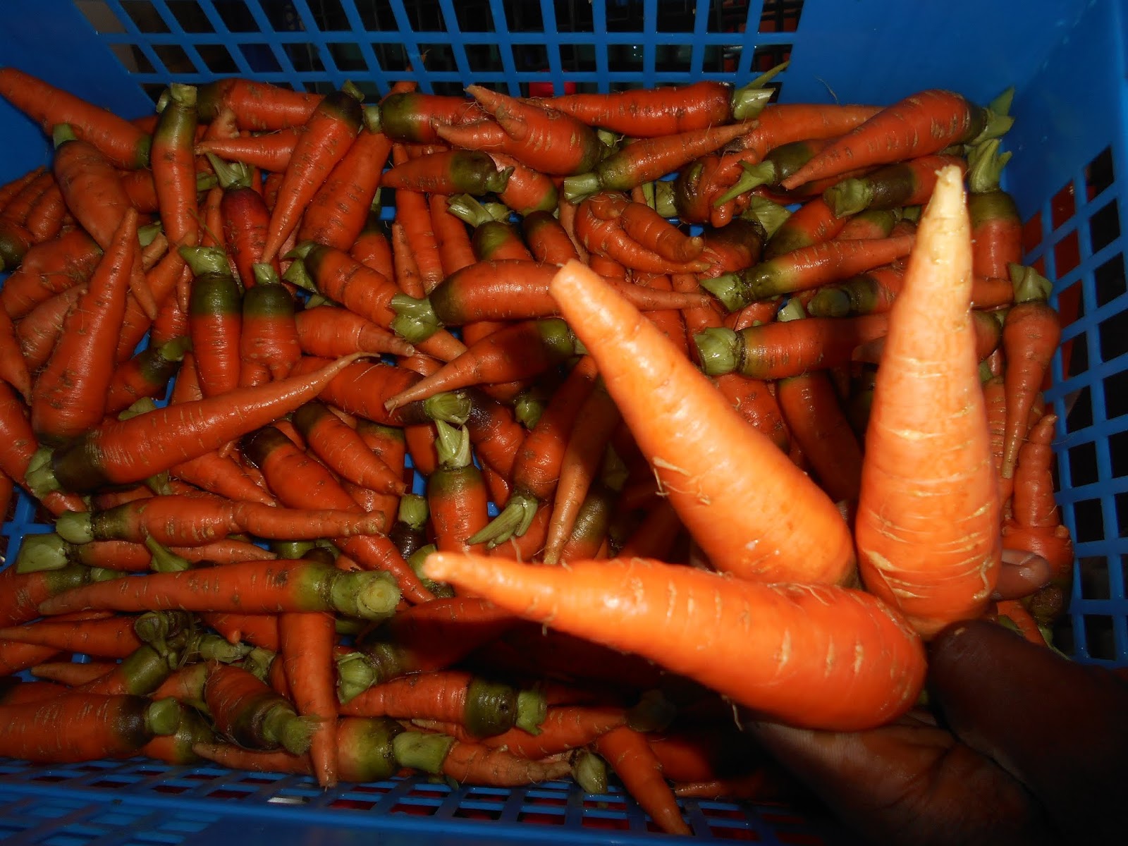 WHY CARROT CULTIVATION? THE 8 MUSTKNOWN OF CARROT CULTIVATION HYBRID