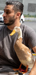 Justin with Howard, the Indian Runner duck