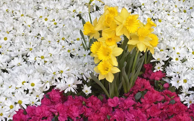 Foto met witte, gele en roze bloemen