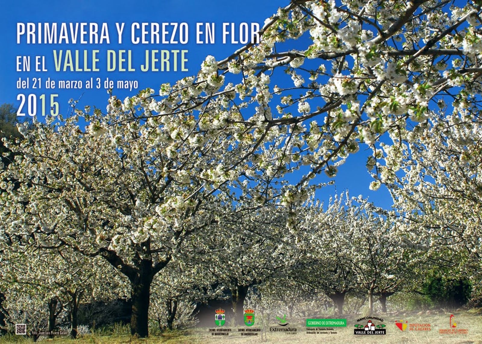 Cerezo en Flor Valle del Jerte. La Primavera y Cerezo en Flor en el Valle del Jerte busca su