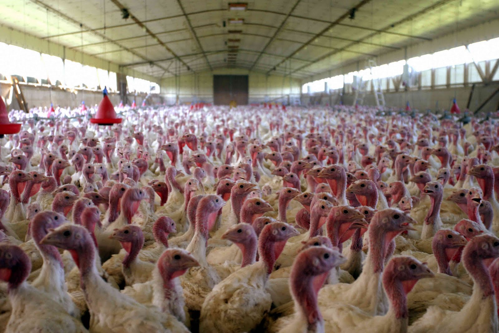 Exportwealth Turkey Farming A Beginner s Guide exportwealth-turkey-farming-a-beginner-s-guide