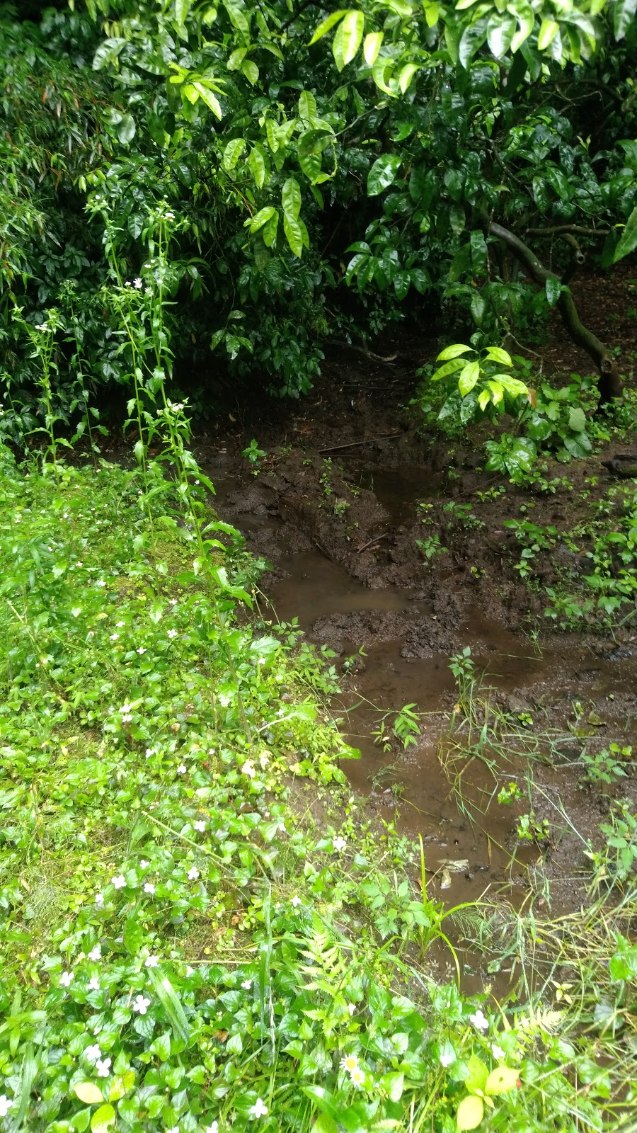 nature s farmer ネイチャーズ ファーマー