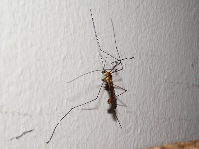 My Cape Garden: Bugs in my Garden