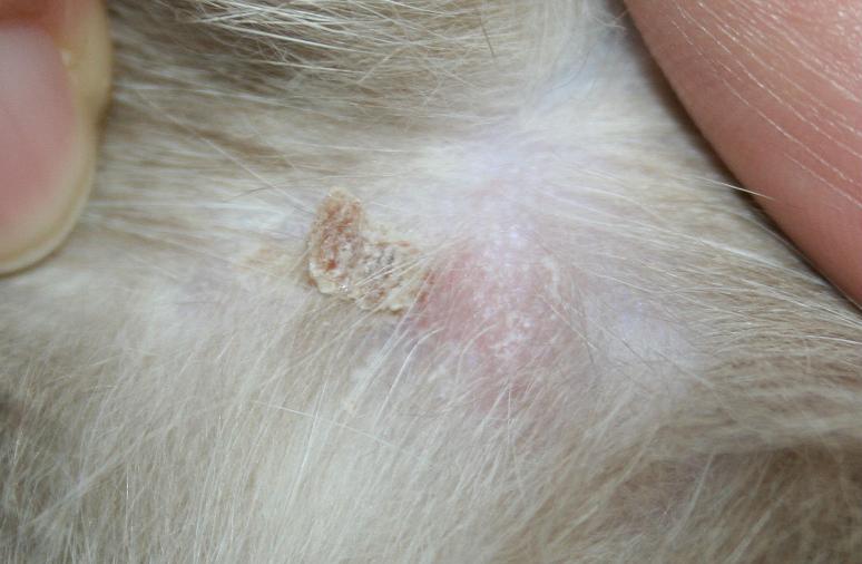 Köpekler için Aşı Takvimi ve Sık rastlanan hastalıklar