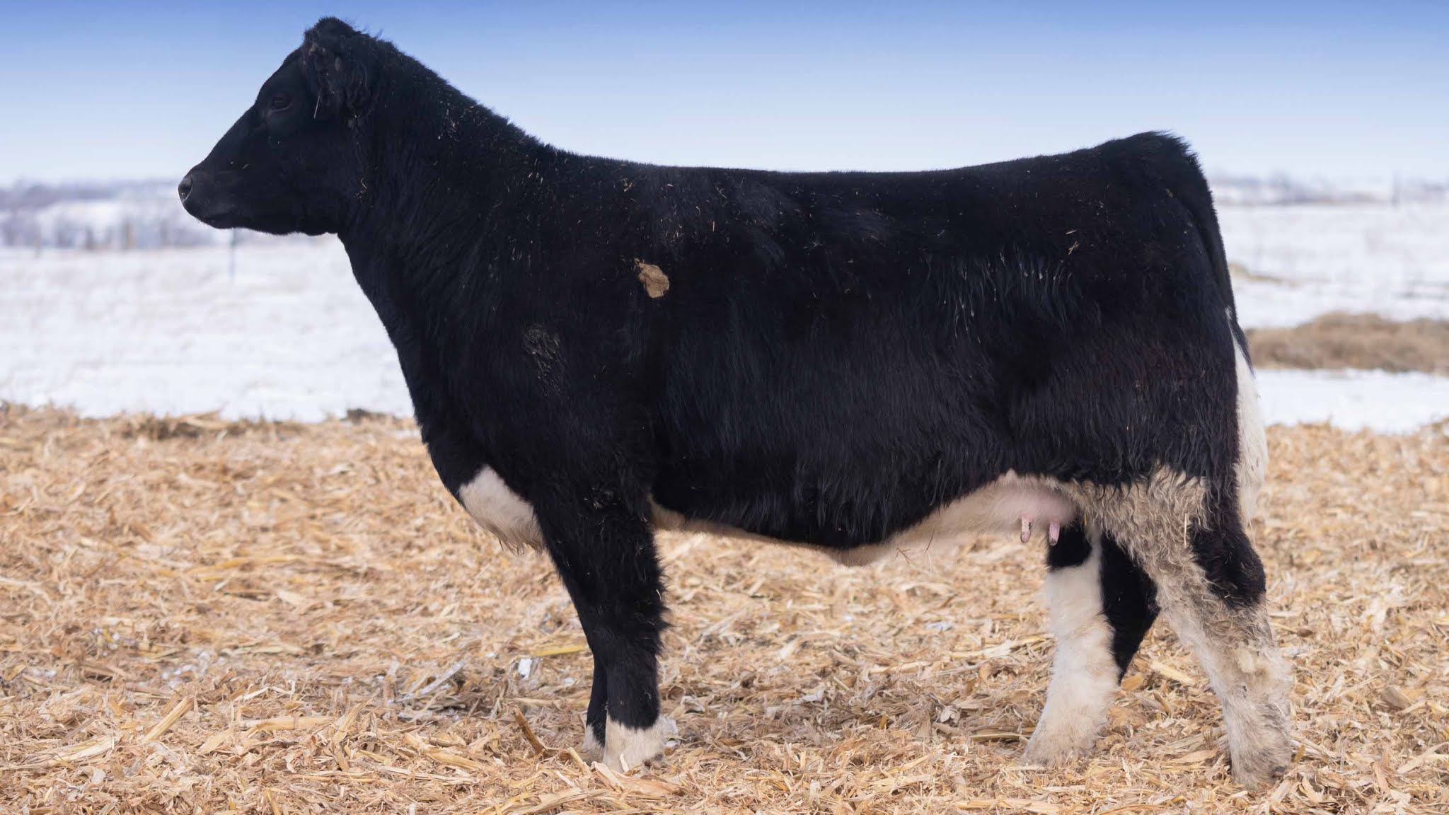 RCC Blog Smith Cattle Company Bred Heifer, Bull, Embryo, & Semen Sale!!
