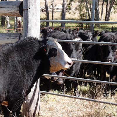 eight acres: cattle terminology