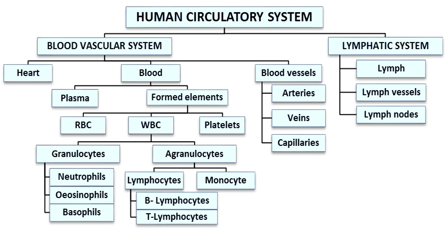 Welcome to the Living World: Body Fluids and Circulation - Notes