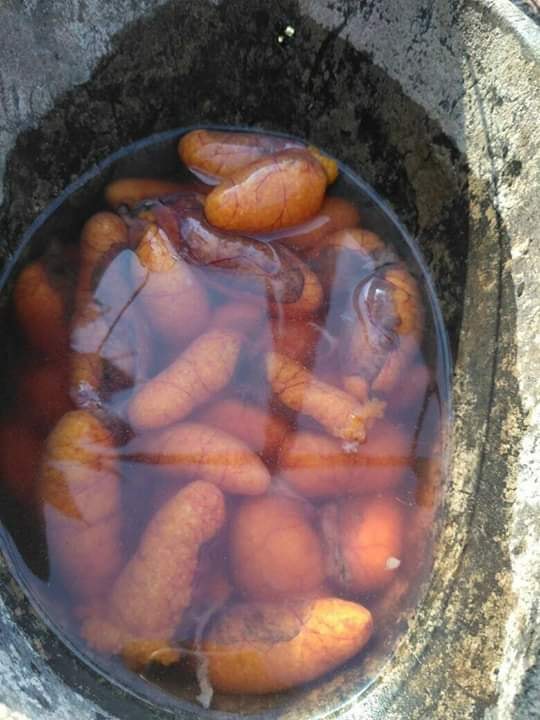 Mancing Rahasia Telor Ikan Sapu Sapu Untuk Mancing Mancing Rahasia Telor Ikan Sapu Sapu Untuk Mancing